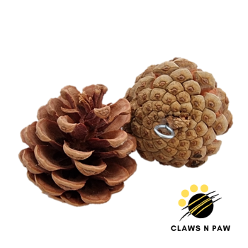 pinecone2